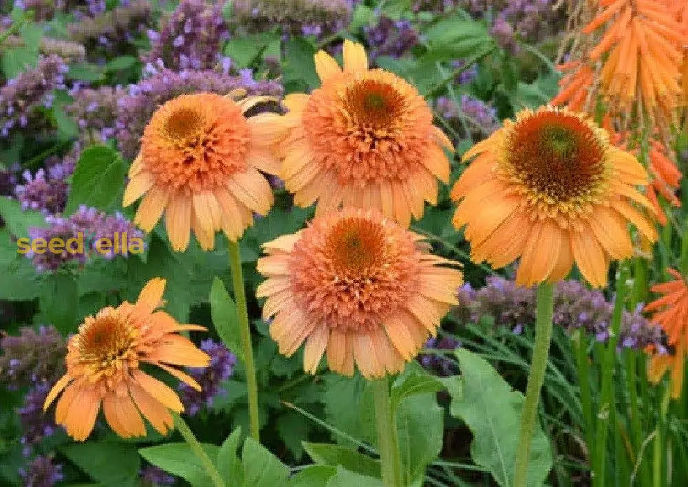 Echinacea ’Supreme Cantaloupe’ Flower Seeds Orange Red Coneflower Best Selling