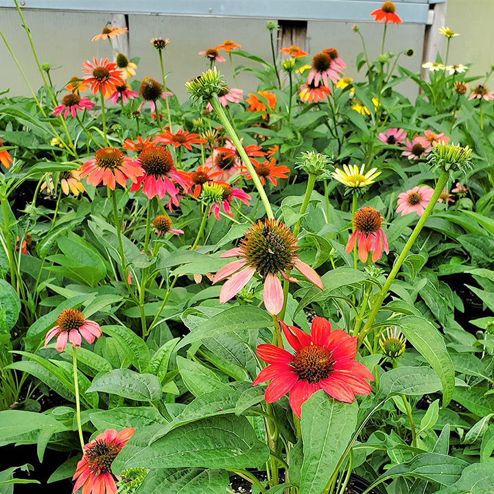 Young Echinacea Seedlings Growing in Soil