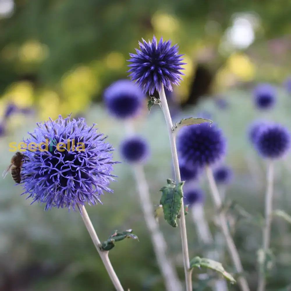 Echinops Ritro Blue Planting Seeds Flower