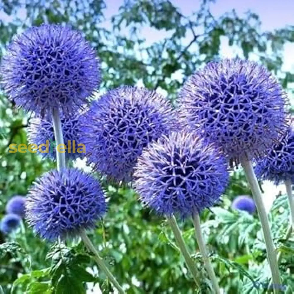 Echinops Ritro Blue Planting Seeds Flower