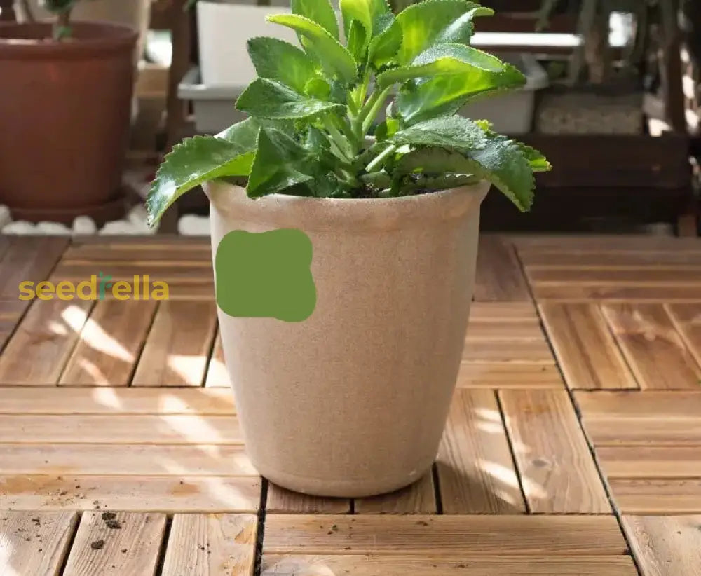 Eco-Friendly 100% Biodegradable Plant Pots – Modern Compostable Flower Wholesale Garden Tools