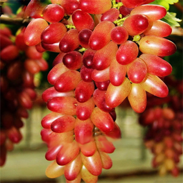 Miniature Pink Grape Cream Seeds For Planting Fruit