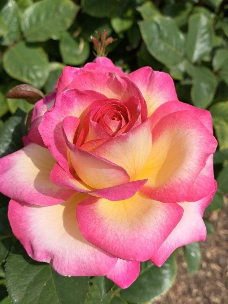 Brighten Your Garden With Away Rose Flower Seeds - Yellow & Pink For Planting