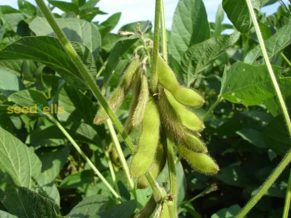 Edamame seeds for home gardens