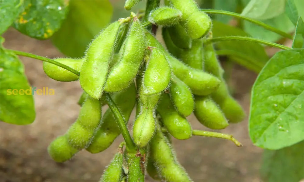 Edamame Vegetable Seeds - Easy Planting For Home Gardens Seeds