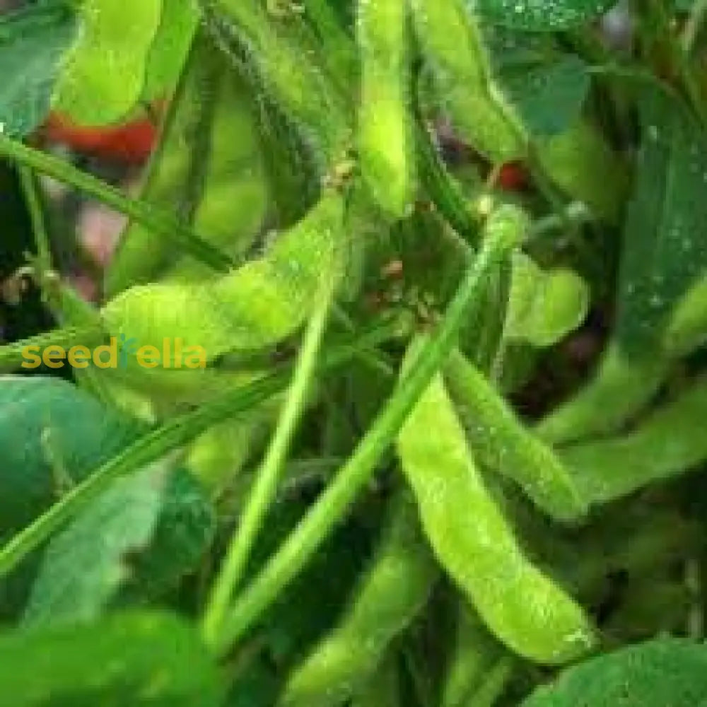 Edamame Vegetable Seeds - Easy Planting For Home Gardens Seeds