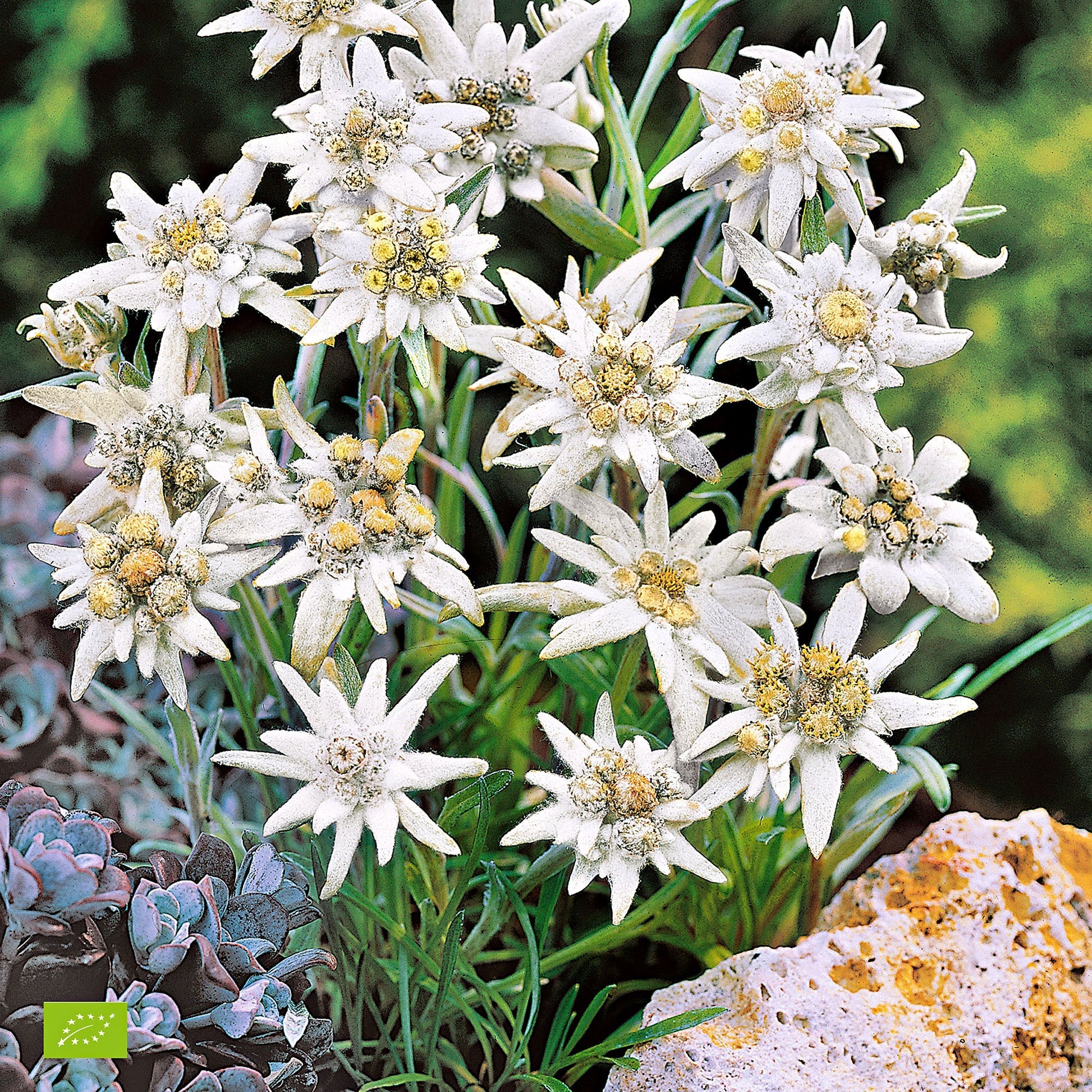 Edelweiss Flower Used as Alpine Ground Cover