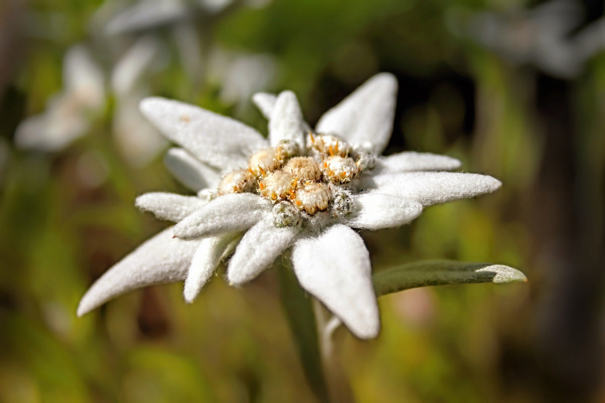 White Edelweiss Flowers Growing in Rock Garden