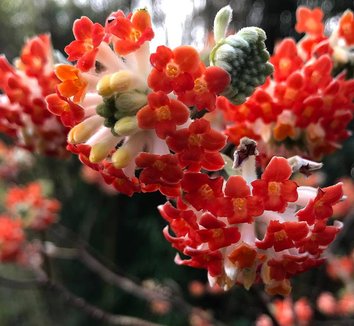 Close-Up of Bright Red Edgeworthia Flower Clusters
