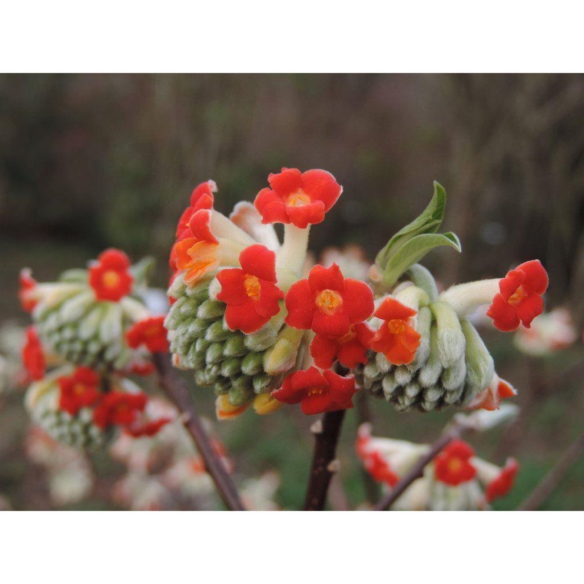Edgeworthia Shrub with Vibrant Red Blooms