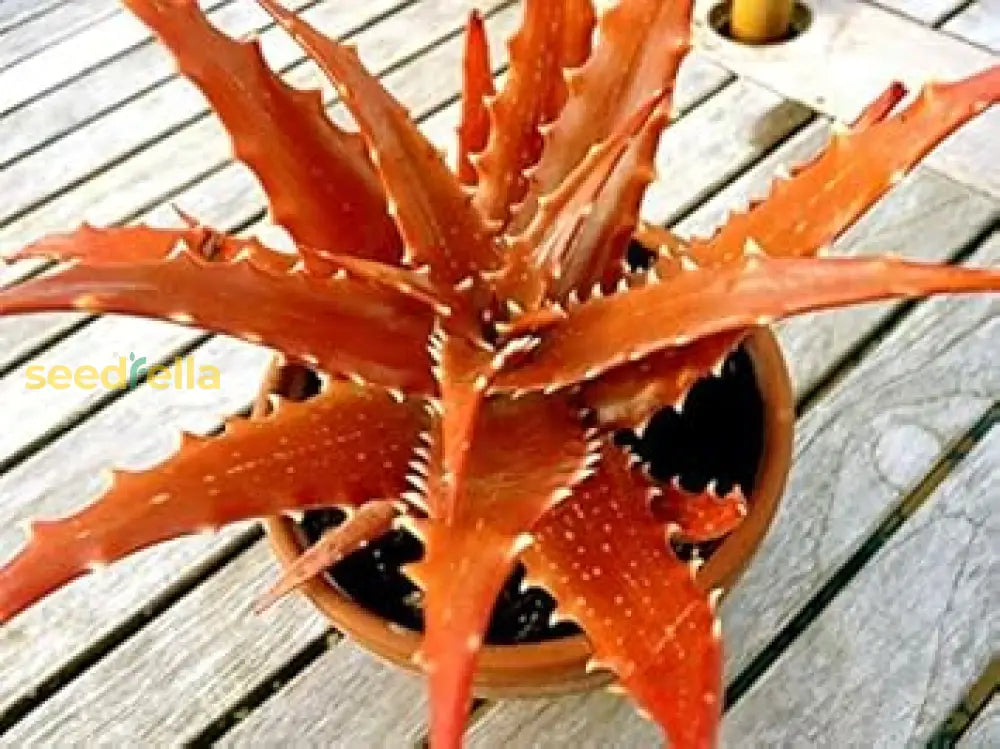 Edible Aloe Vera Orange Seeds For Planting - Grow Nutritious Aloe!