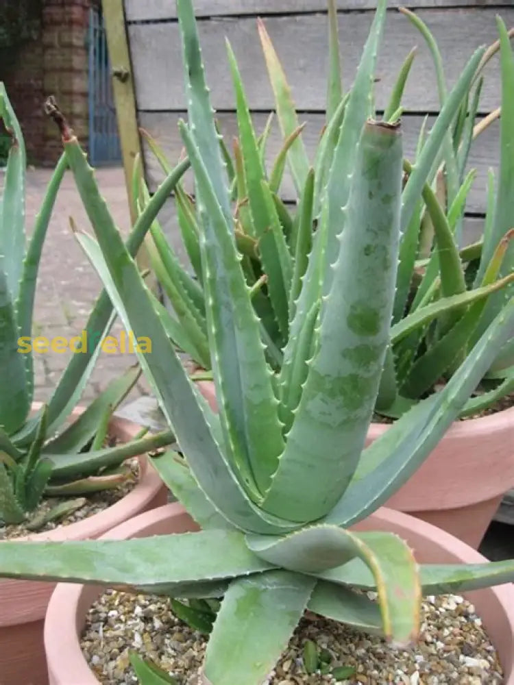 Edible Aloe Vera Plant Seeds For Easy Planting  Grow Fresh At Home Herb