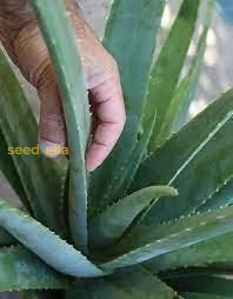 Edible Aloe Vera Plant Seeds For Easy Planting  Grow Fresh At Home Herb