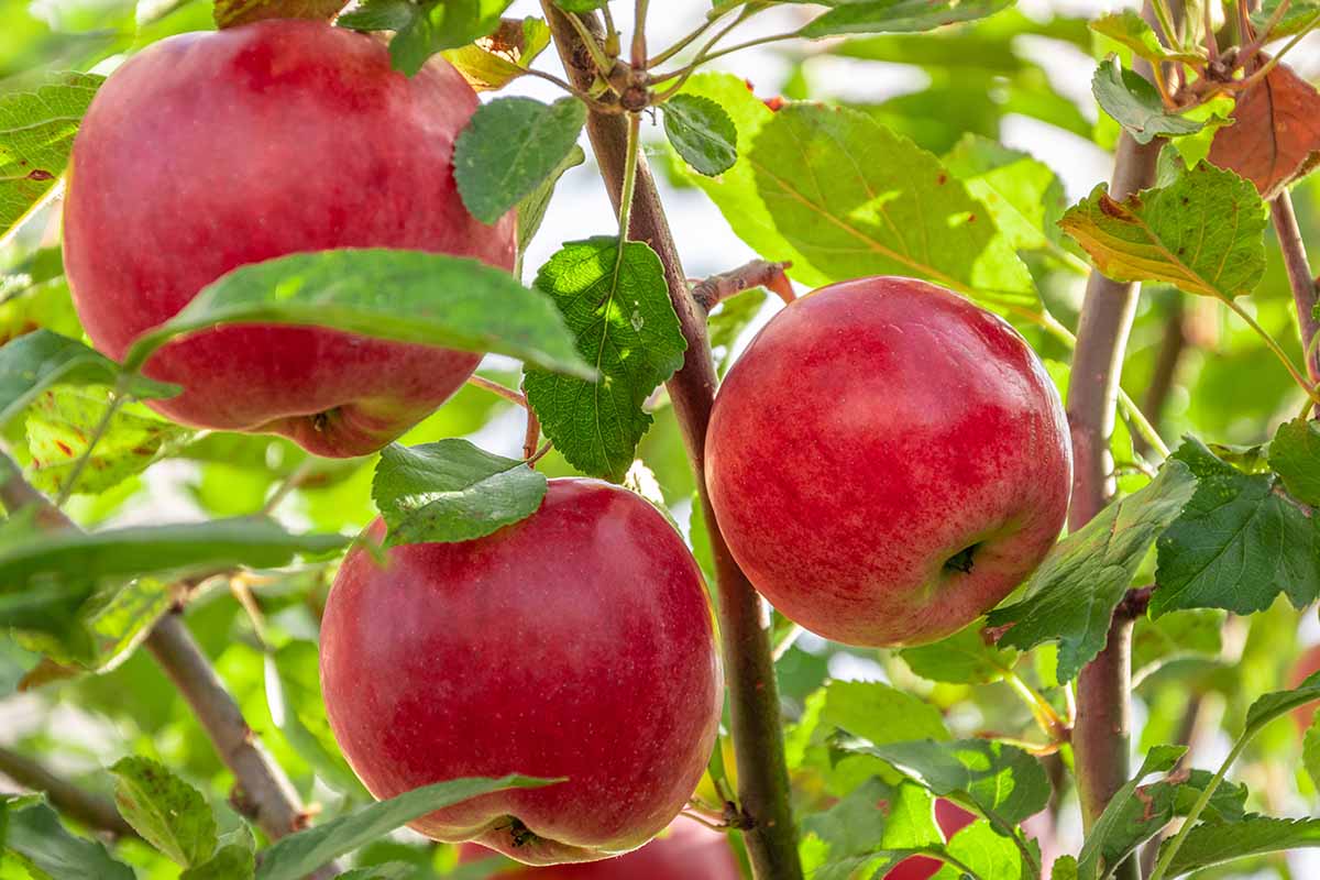 Edible Apple Tree Seeds – Malus pumila Non-GMO Red Fruit Tree