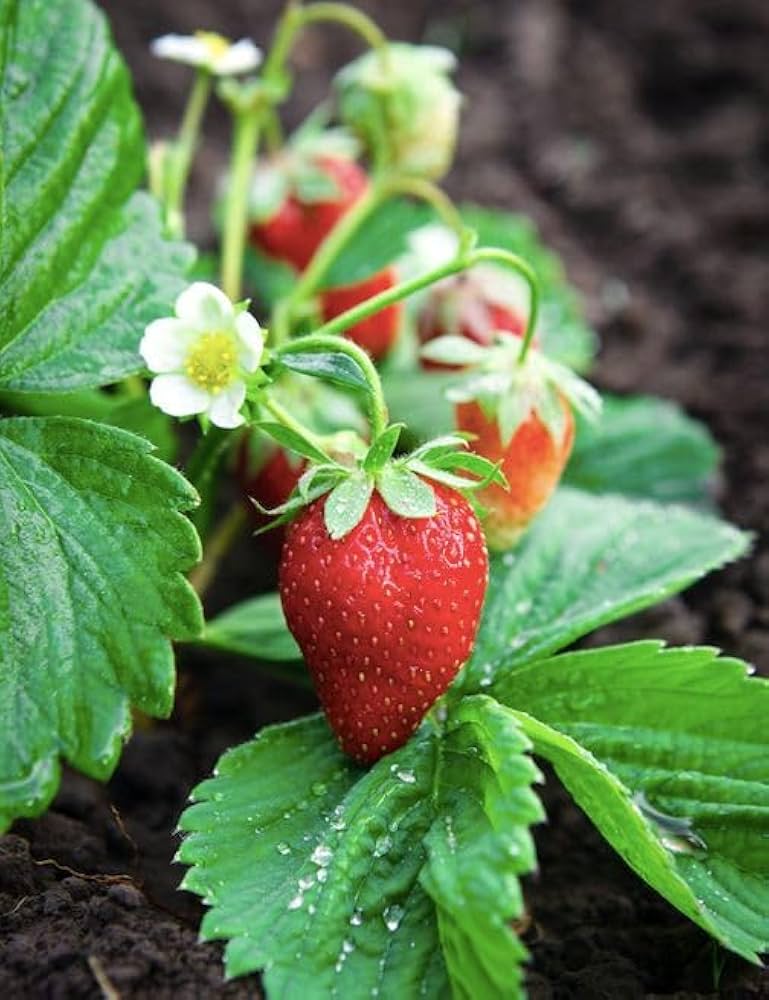 Edible berry plant seeds growing in balcony pots and containers