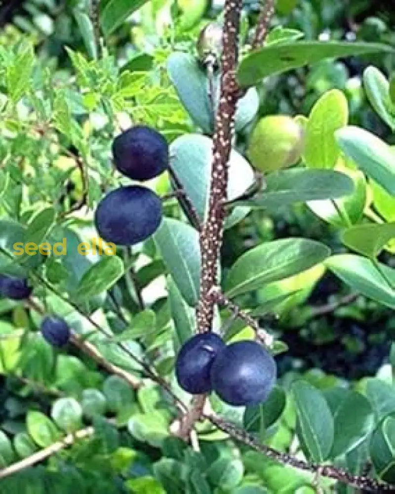 Edible Black Coco Plums Growing on Shrub