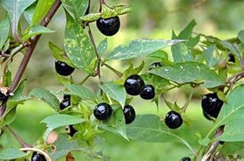 Edible black jabuticaba fruits grown from seeds home garden