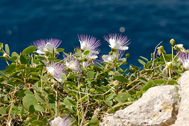 Edible Capers from Capparis spinosa Bush Close-Up