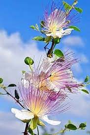 Edible caper bush seeds for planting in Mediterranean gardens