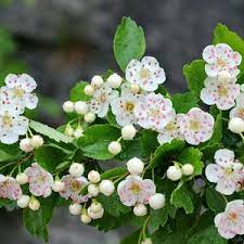 Edible Hawthorn Seeds – Crataegus laevigata Non-GMO Fruit Tree