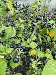 Edible Huckleberry Seeds – Solanum melanocerasum Non-GMO Berry Shrub