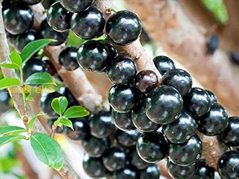 Edible Jabuticaba Black Fruit Seeds For Planting