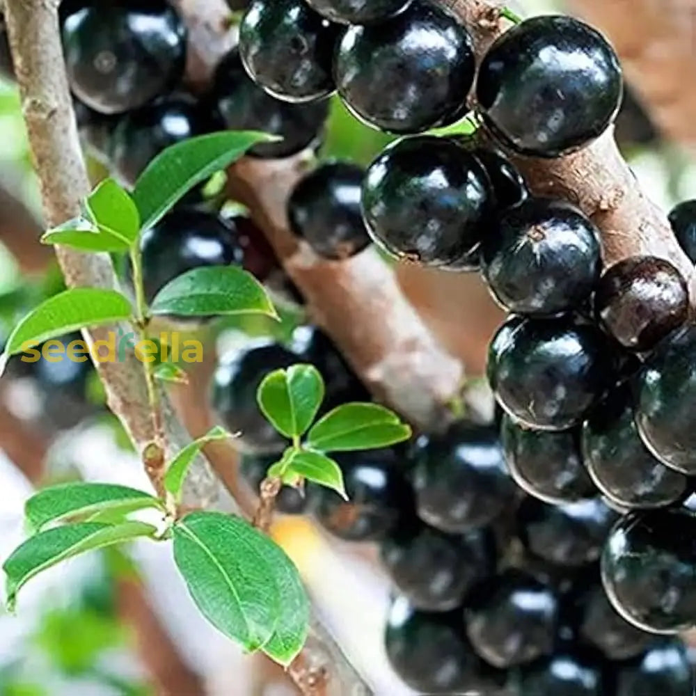 Edible Jabuticaba Black Fruit Seeds For Planting