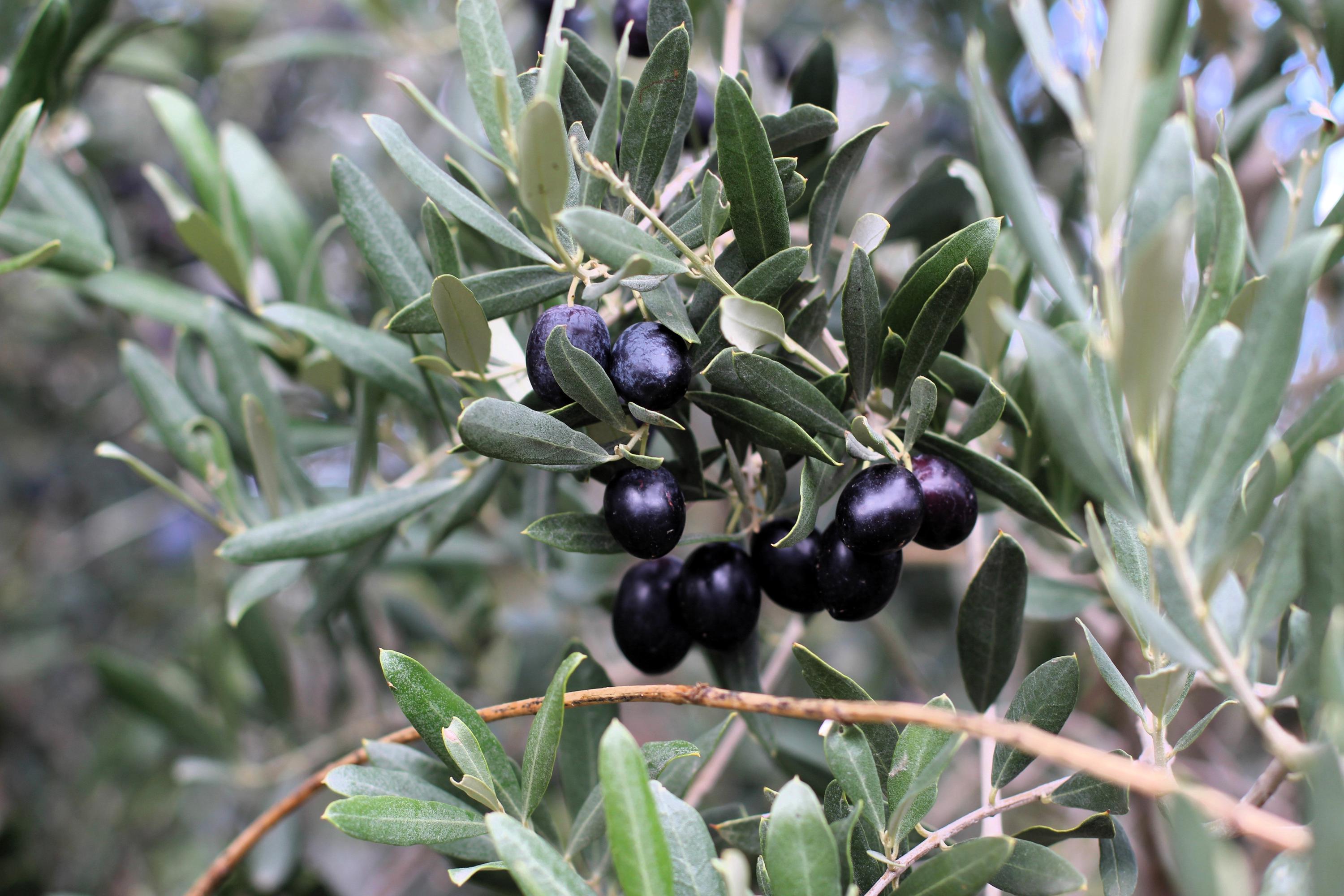 Edible Olive Seeds – Olea europaea Non-GMO Fruit Tree