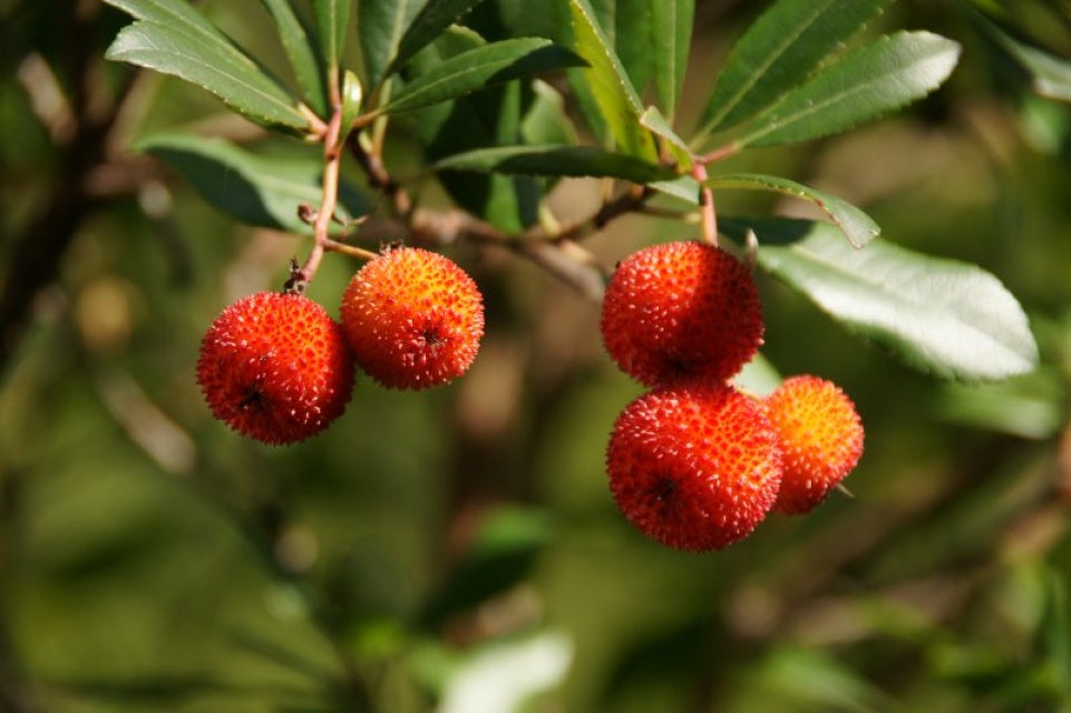 Edible Strawberry Tree Seeds – Arbutus unedo Non-GMO Berry Shrub