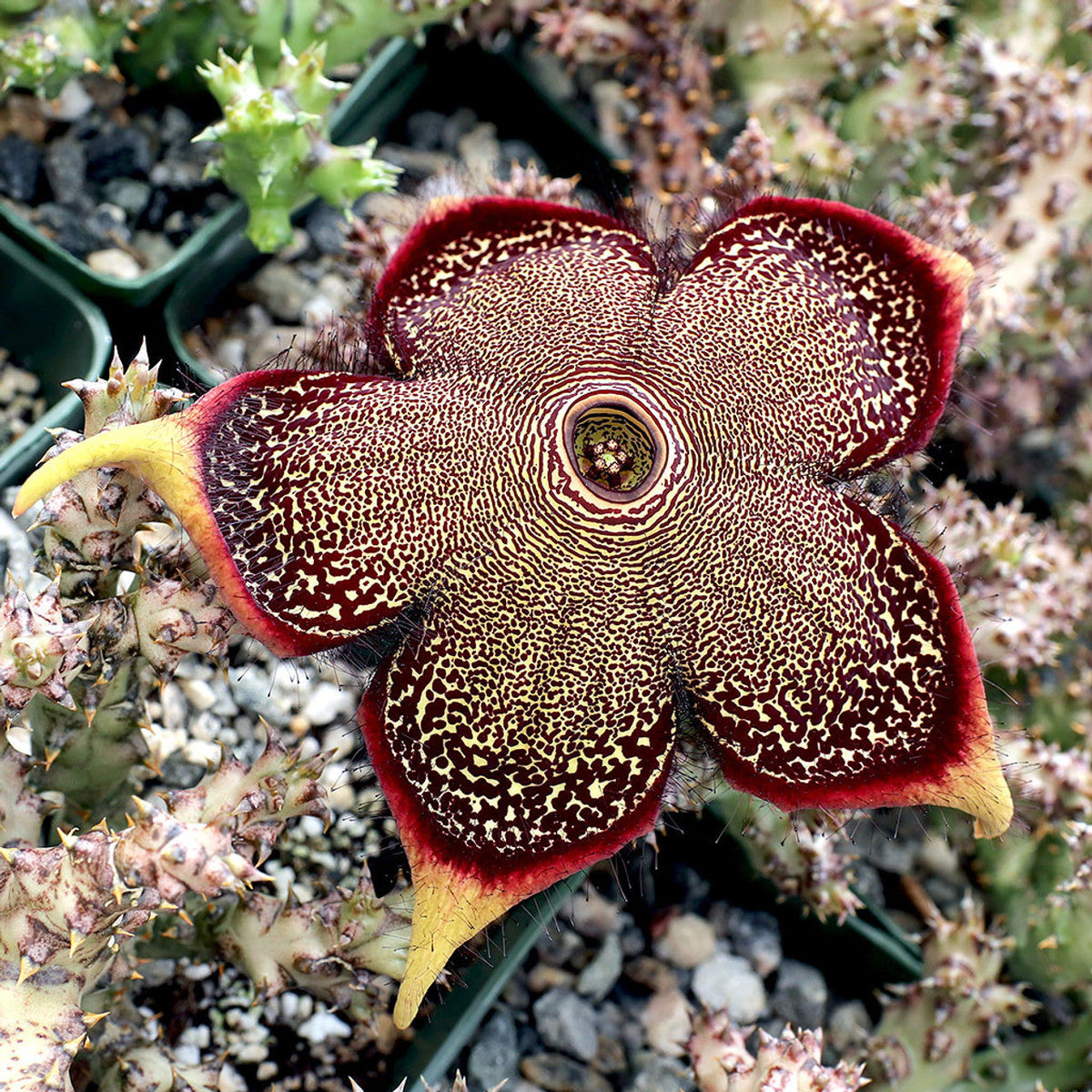 Edithcolea Flower seeds for Planting - Seasonal Bloomer, Heirloom & GMO Free Seeds for Home Garden
 
 Sale seeds for home garden