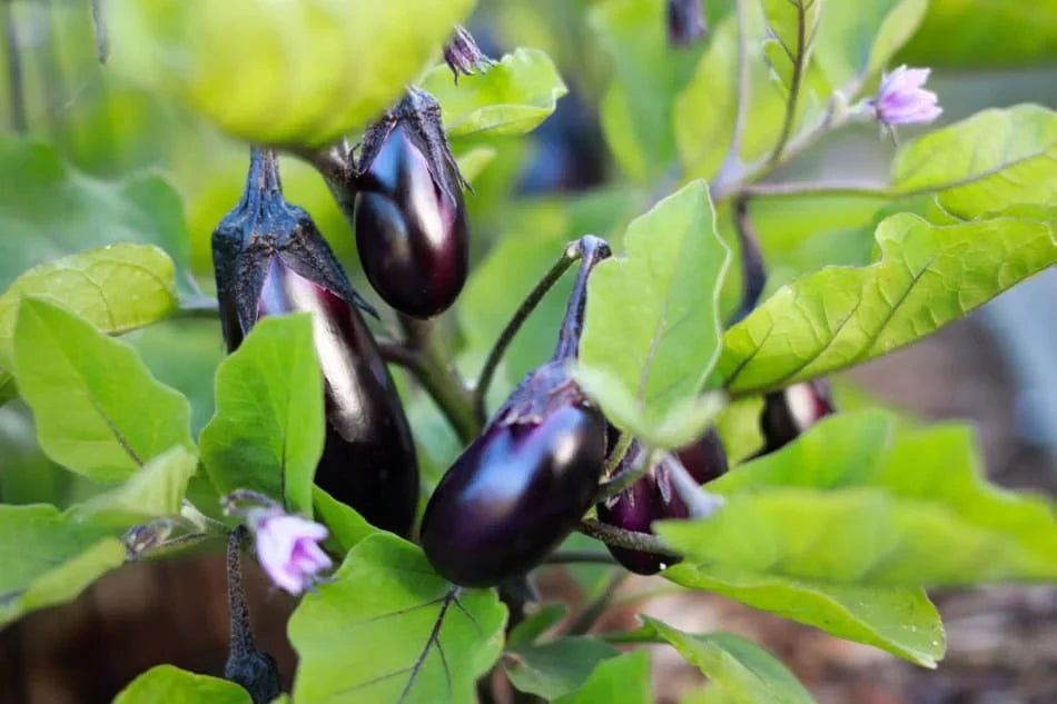 Eggplant Plants Growing in Garden Beds and Containers
