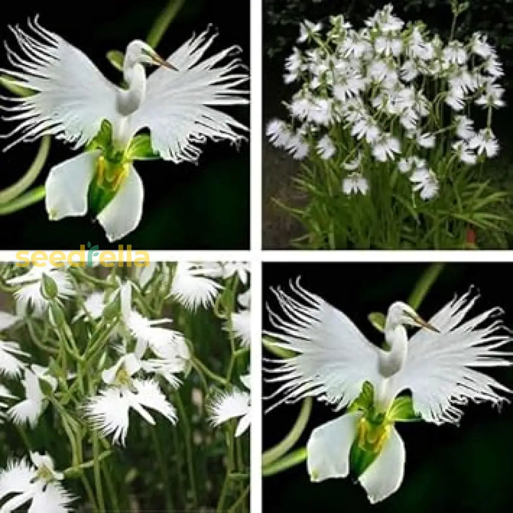 Egret Orchid Seeds For Planting  Create A Stunning Garden Display Flower