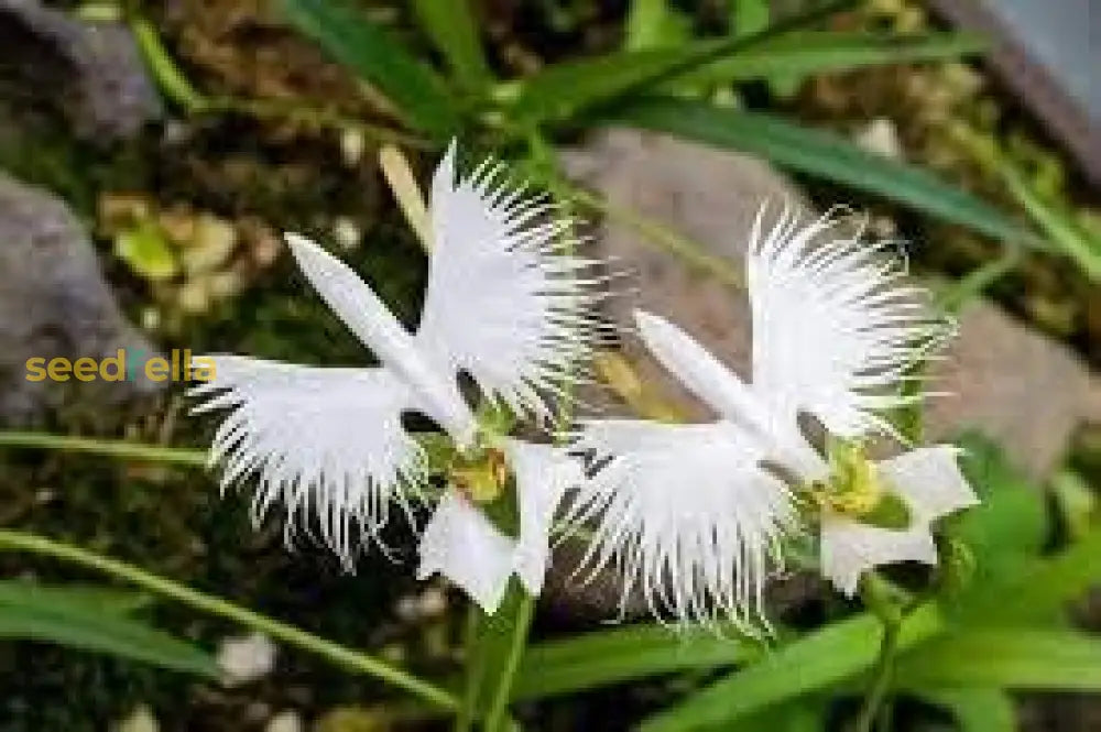 Egret Orchid Seeds For Planting  Create A Stunning Garden Display Flower