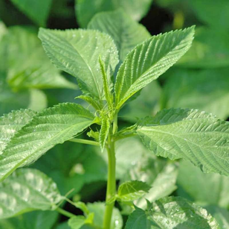 Egyptian spinach jute seeds Corchorus Olitorius for planting