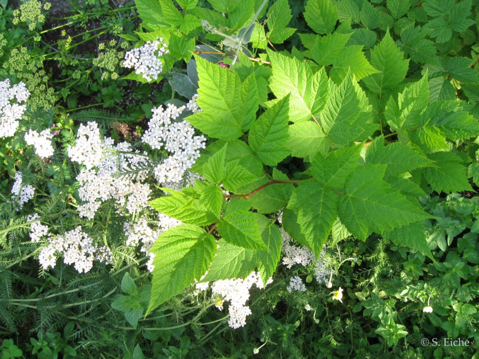 Eiche Flower seeds for Planting - Shade Tolerant, Heirloom & GMO Free Seeds for Home Garden
 
 Sale seeds for planting in home garden