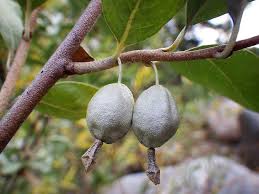Creamy yellow fragrant flowers of American Silverberry