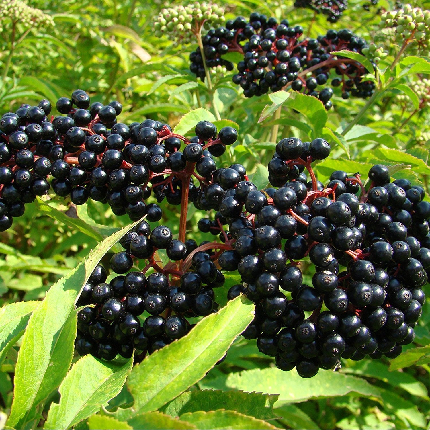 Elderberry seeds for planting Sambucus nigra