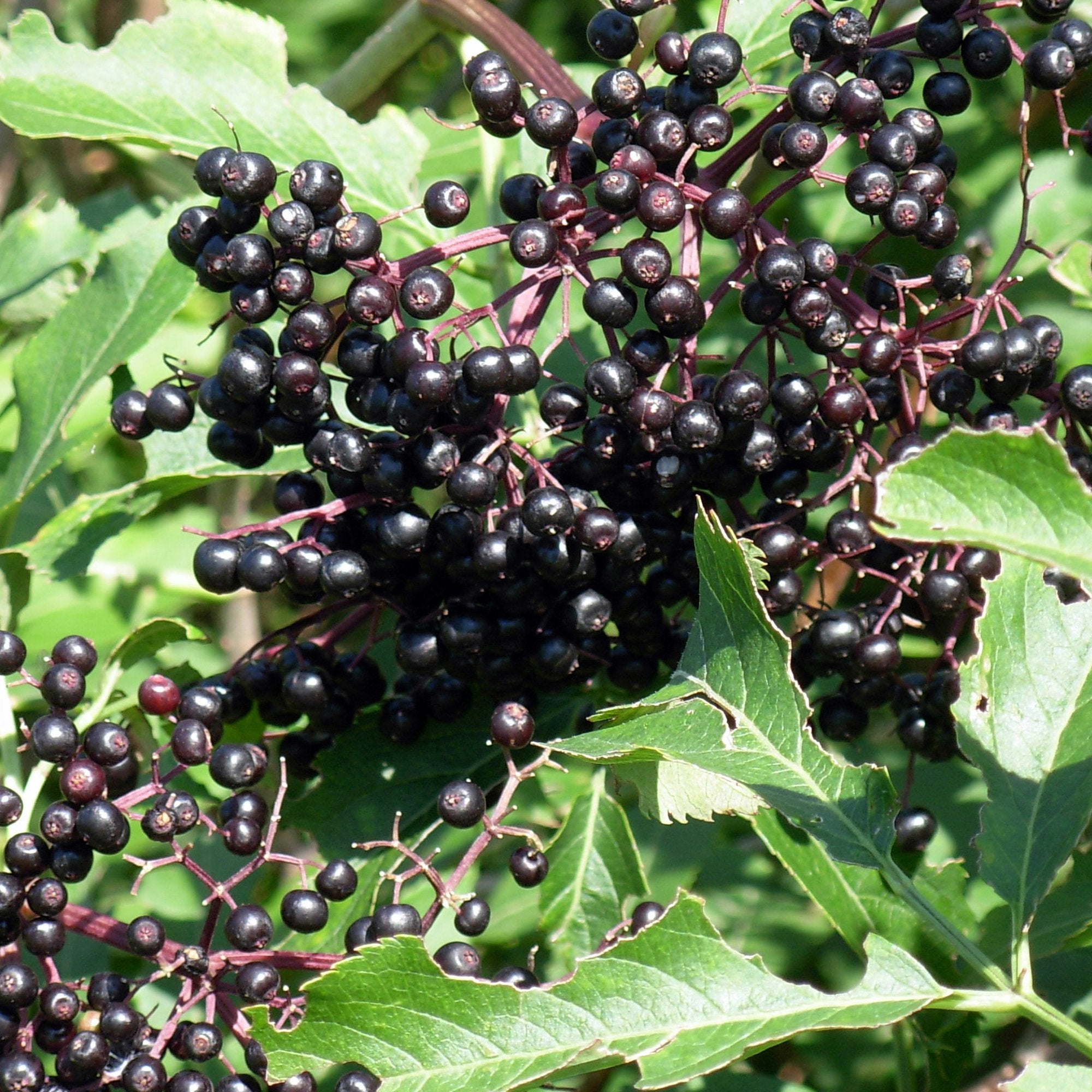 Elderberry shrub with ripe dark berries