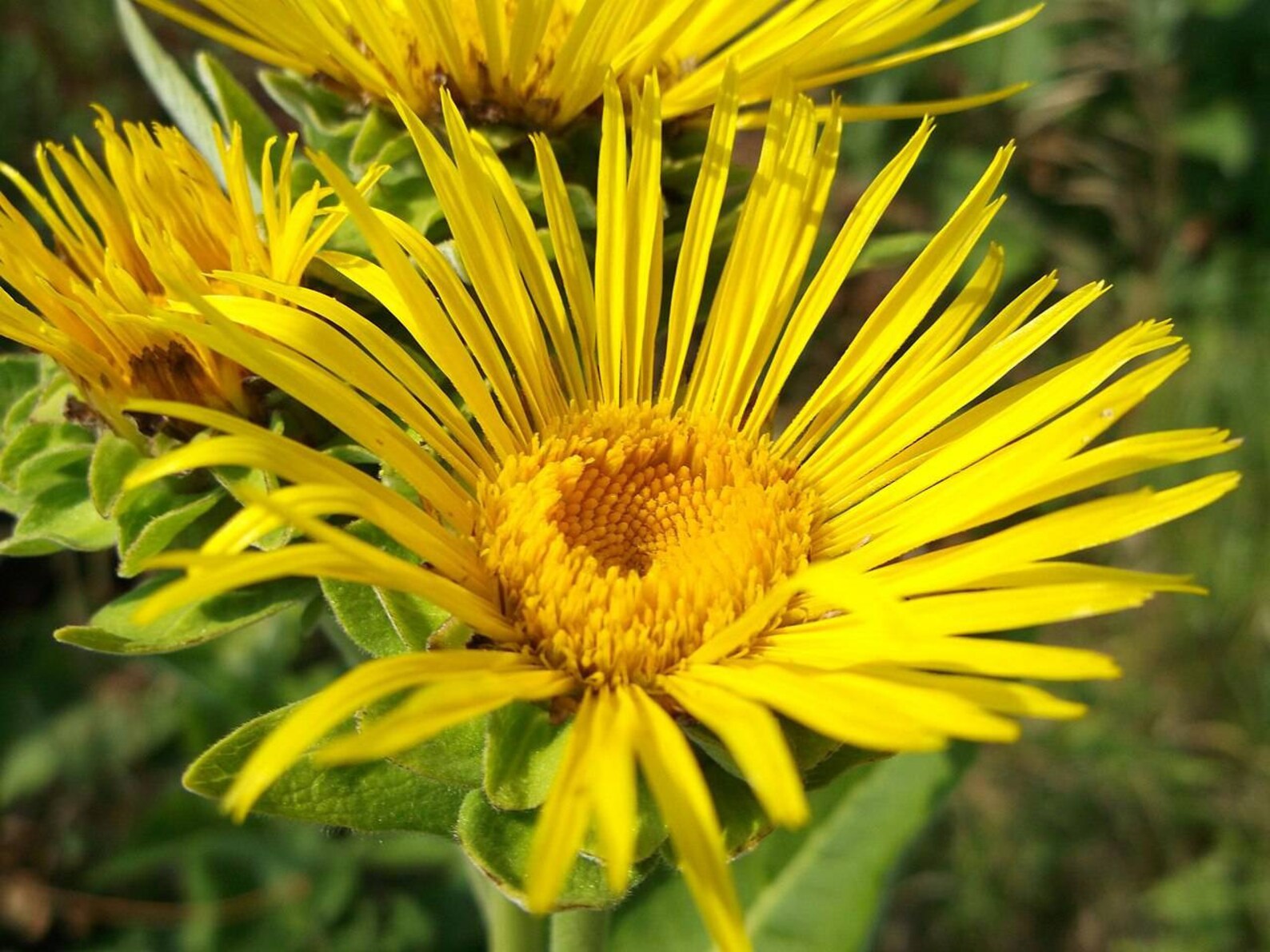 Elecampane large leafy perennial grown from seeds