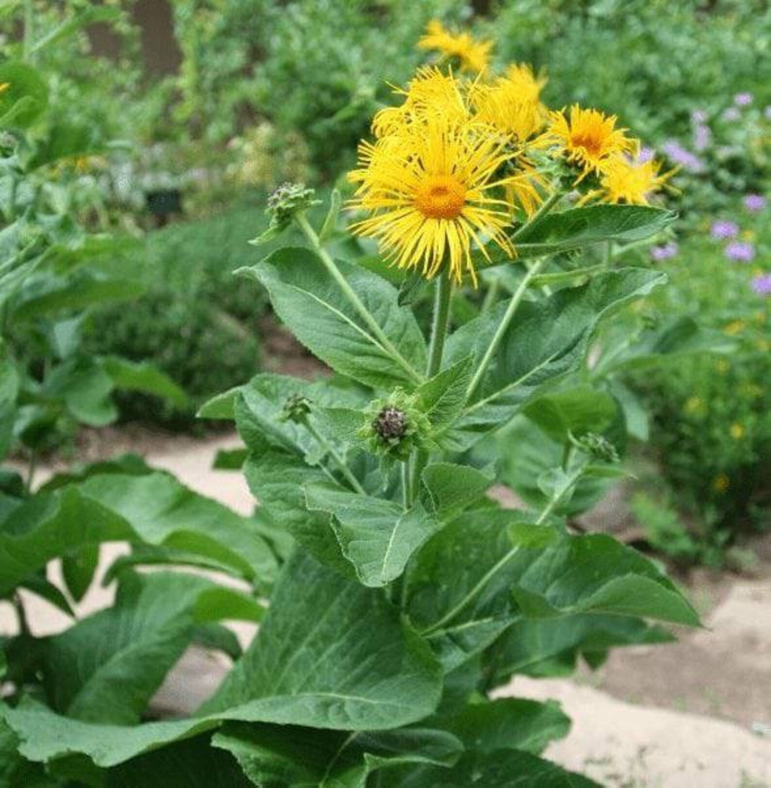 Elecampane seeds Inula helenium tall yellow perennial