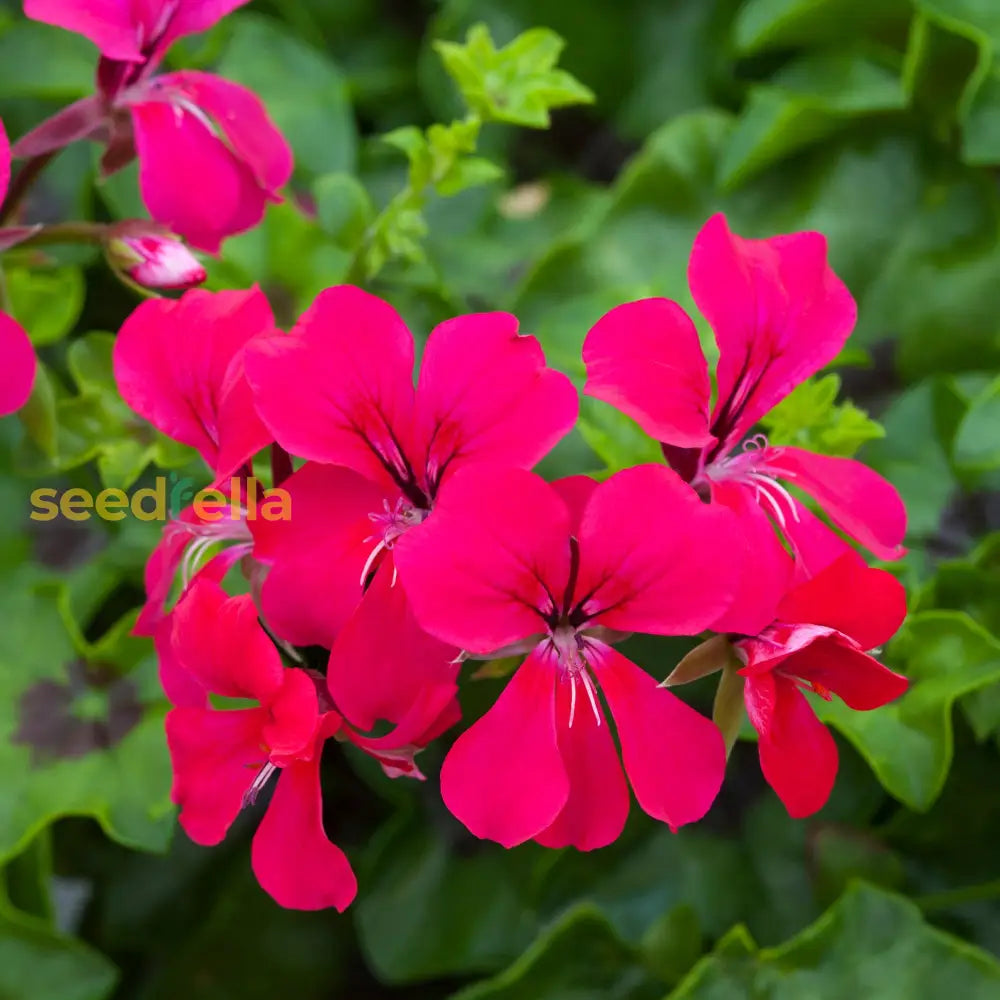 Elegance In Bloom: Pelargonium Flower Seeds For Beautiful Planting