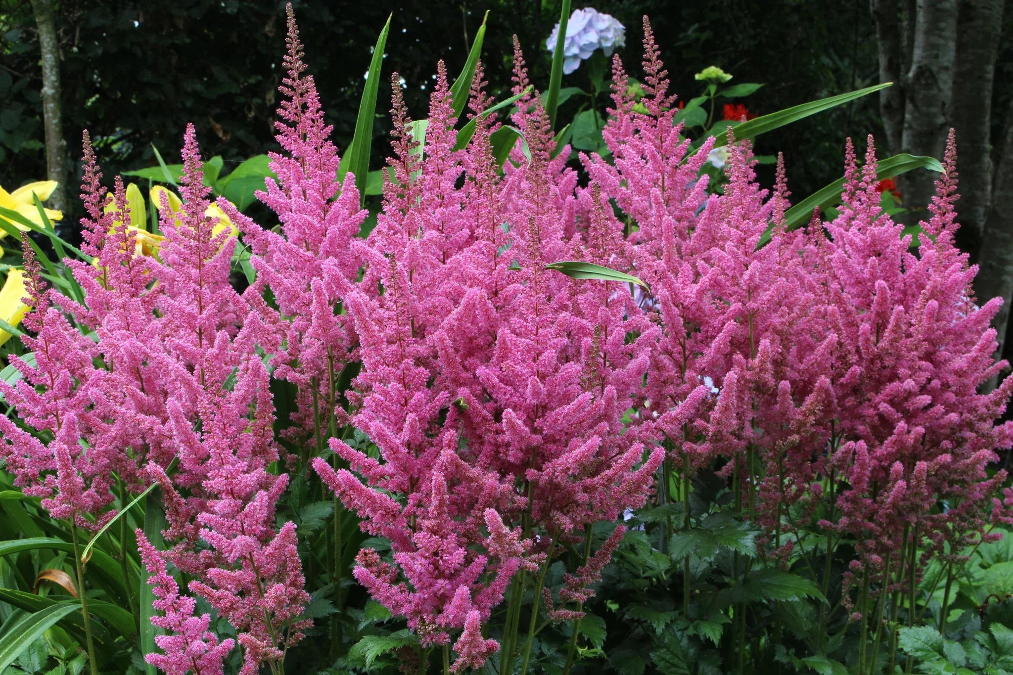 Elegant Astilbe Seeds for Planting – Shade Garden Flowers