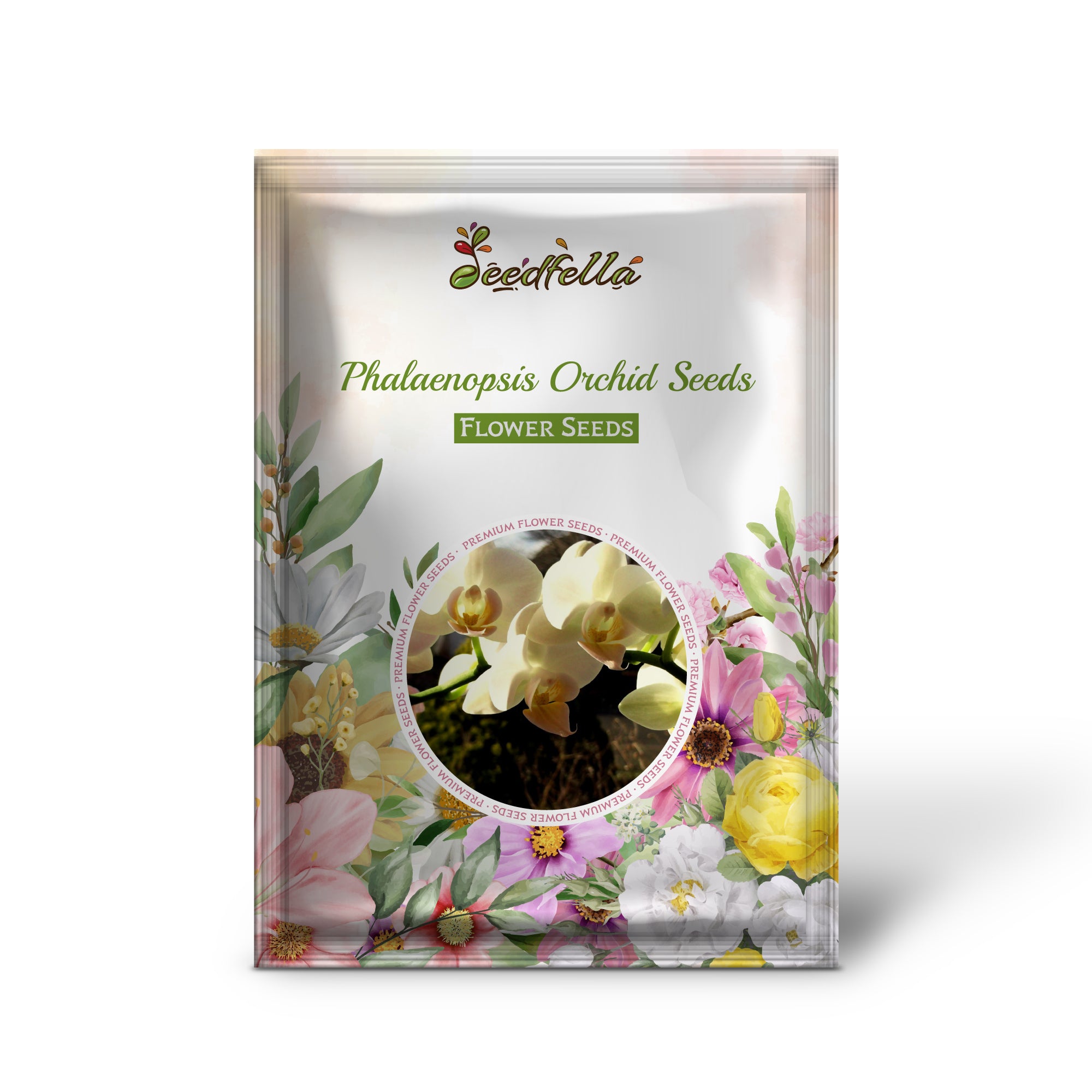 Elegant Black and White Phalaenopsis Orchids in Bloom