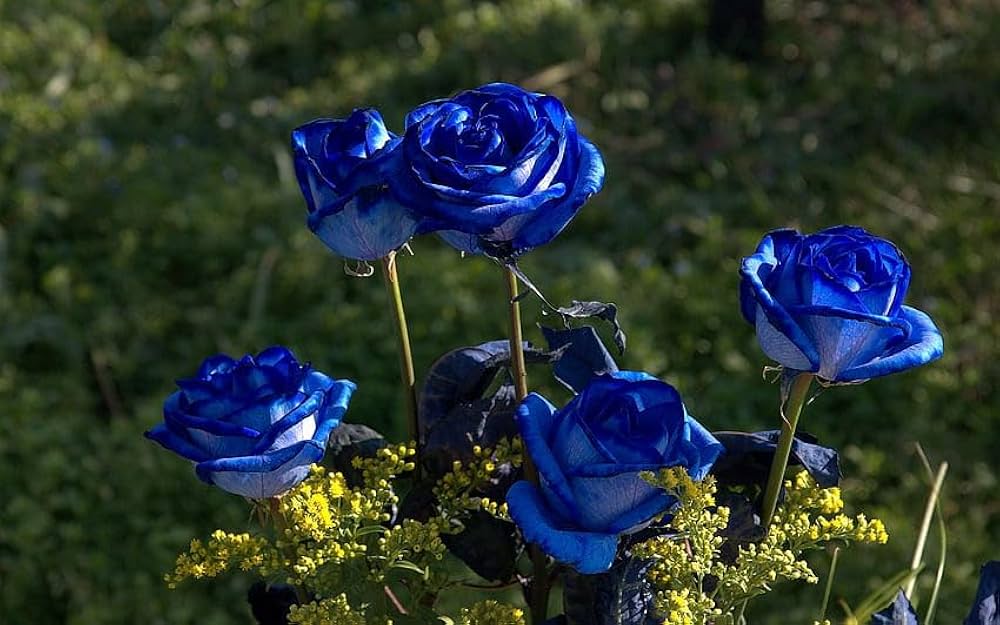 Elegant Dark Blue Rose Flowers in Full Bloom