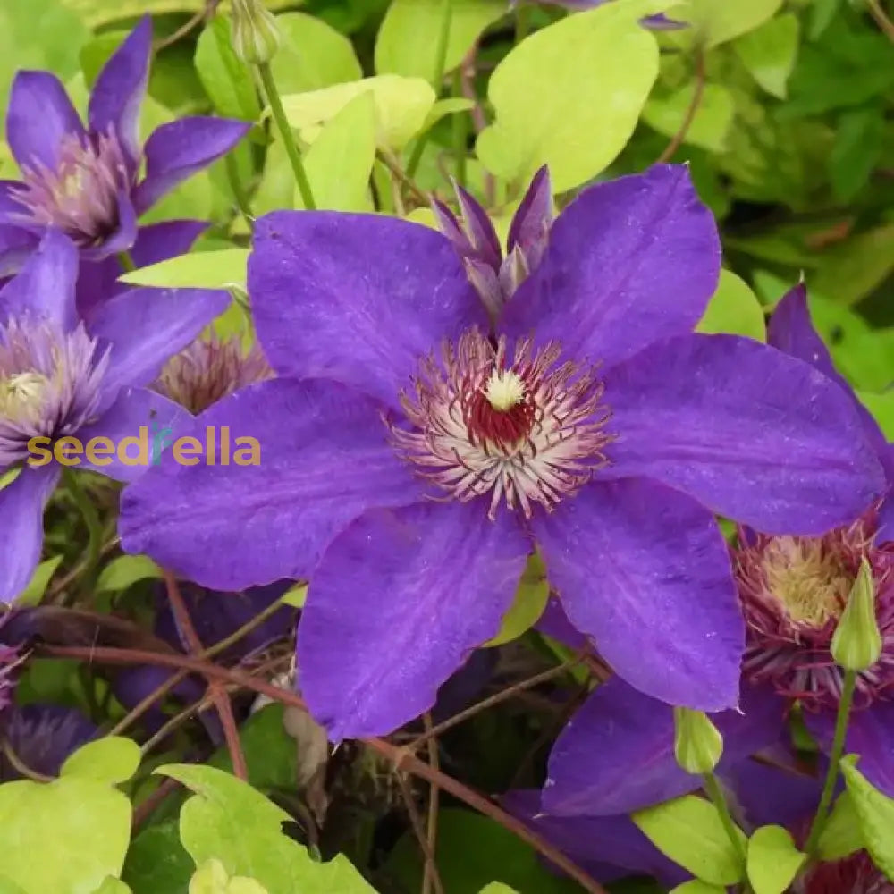 Elegant Clematis Flower Seeds For Planting Beautiful Vines