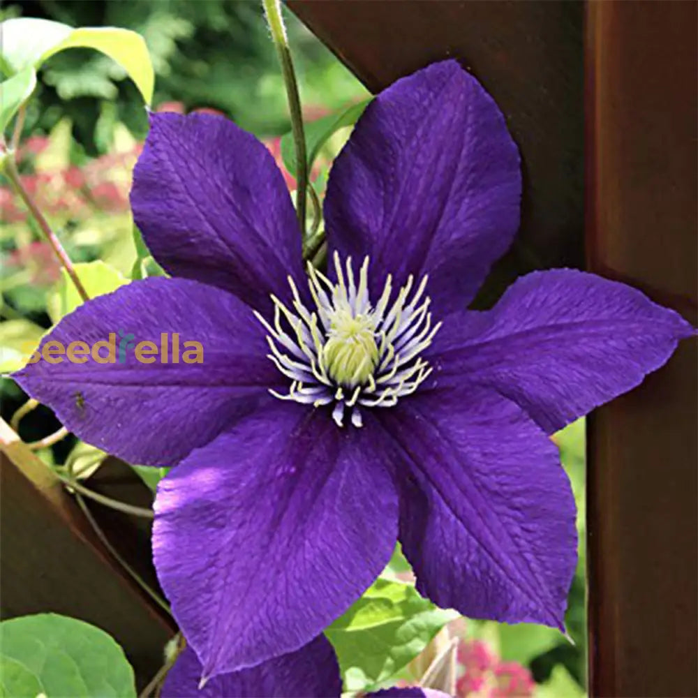 Elegant Clematis Flower Seeds For Planting Beautiful Vines