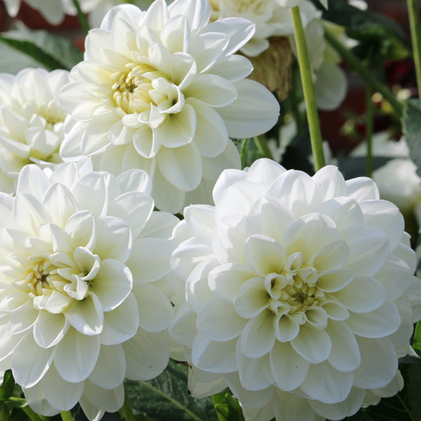 Elegant White Dahlia Blooms Close-up