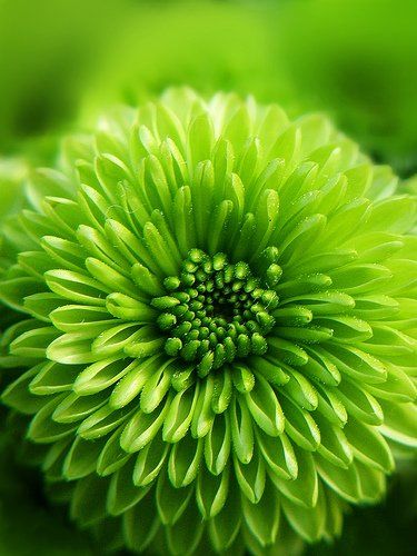 Elegant Sea Green Dahlia Blooms Close-up