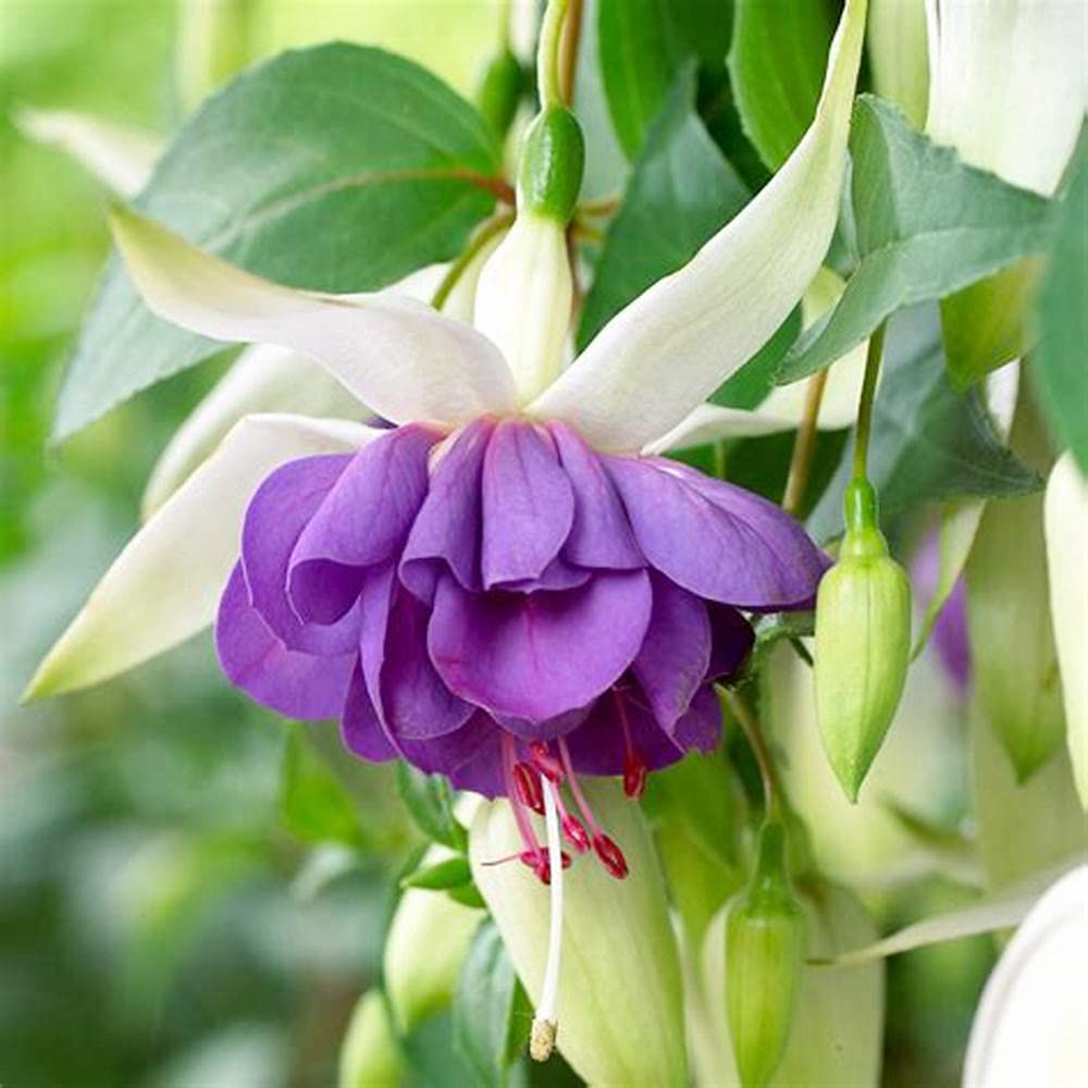 Elegant Fuchsia Flower Seeds for Home Gardens