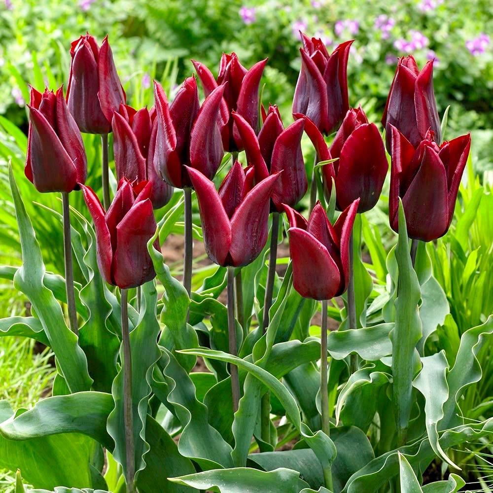 Elegant Maroon Tulip Seeds for Planting